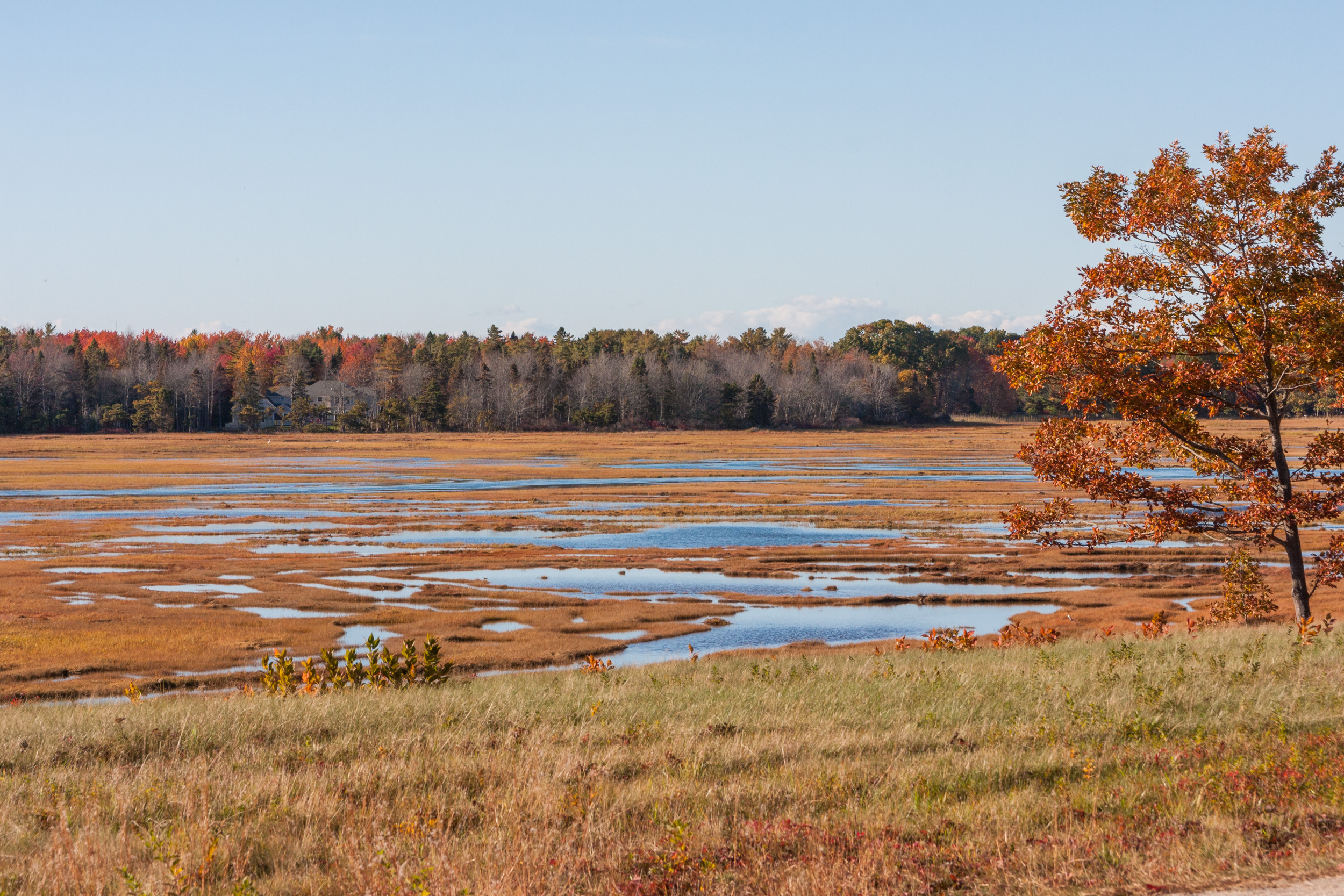 Marsh FAll 2